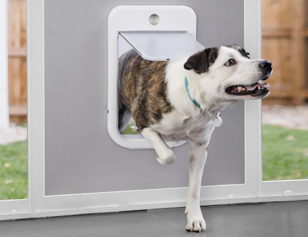 Electronic Pet Doors Installation Perth: Give Your Pet the Freedom They&nbsp;Deserve